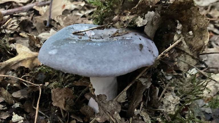 De berijpte russula (foto: Karin Kanen).