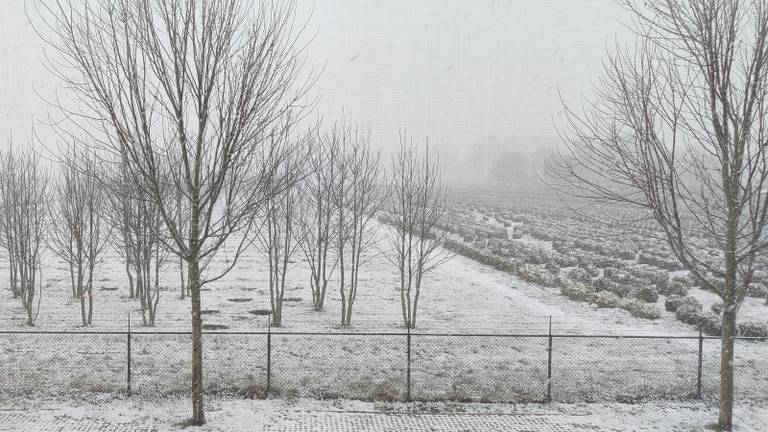 In Biezenmortel blijft de sneeuw wél even liggen (foto: Kees van Spelde). 