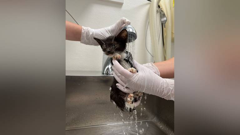 Eén van de katjes die gewassen moesten worden (foto: Landelijke Inspectiedienst Dierenbescherming)
