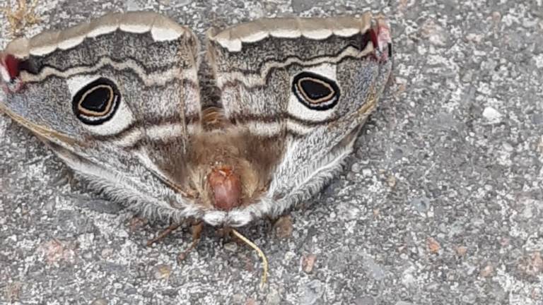 De grote nachtpauwoog vlinder (foto: Hans van Neerven).