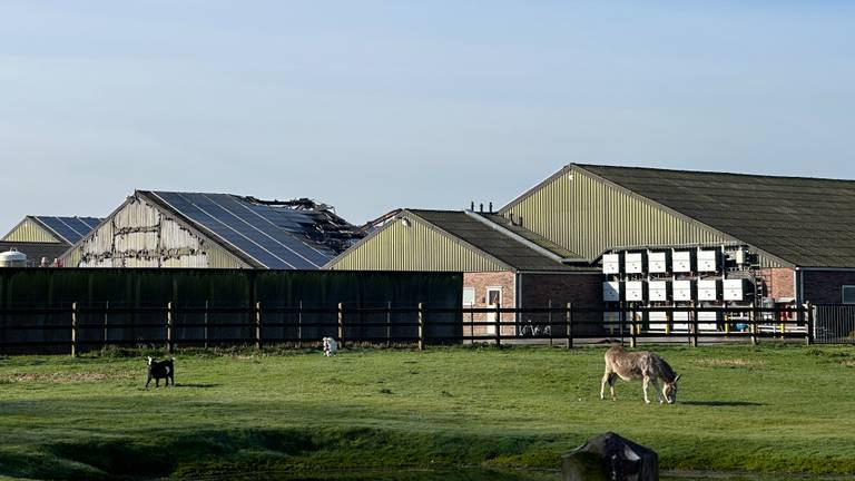 Het dak van de stal waar het vuur woedde, is verwoest (foto: Floortje Steigenga).