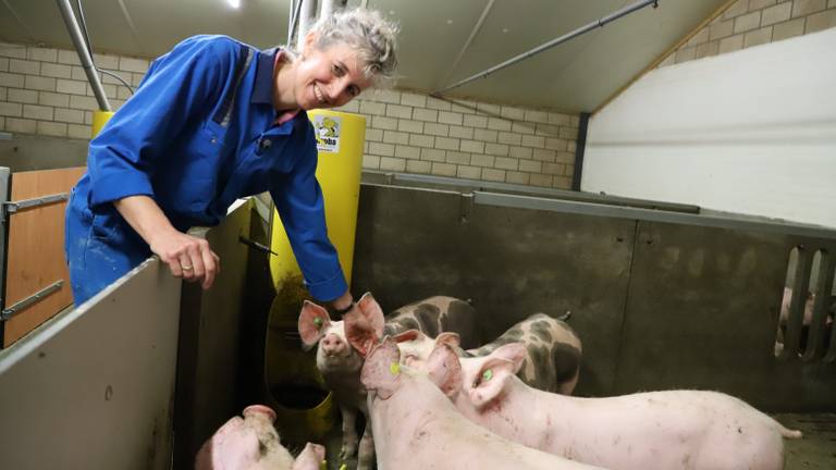 Boerin Janny Jans bij haar varkens.