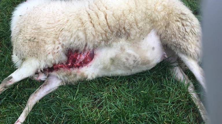 Vijf schapen overleden na de aanval van de wolf, dertien zijn er gewond (foto: Joan van Mook).