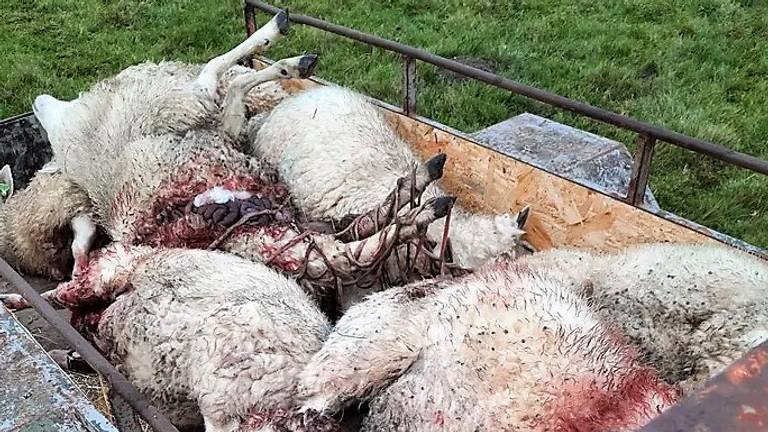 Dode schapen in Nieuw-Vossemeer (beeld: Omroep Brabant).