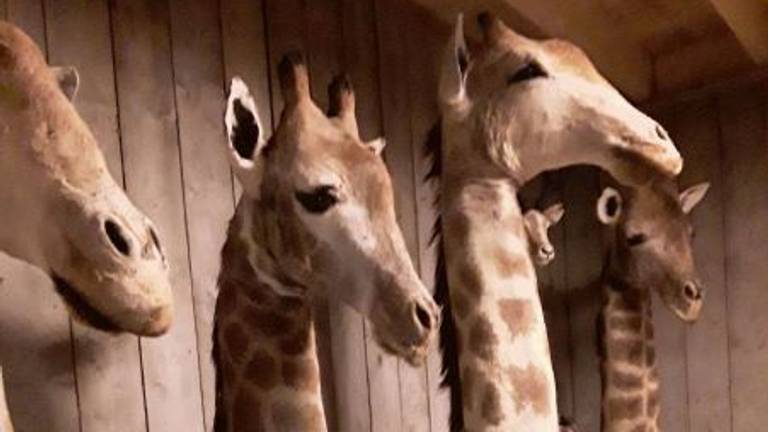 Opgezette giraffen gevonden bij handelaar (Foto: NVWA)