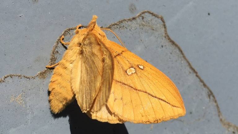 Een rietvink of dronkaerd (foto: Bob van den Engel).