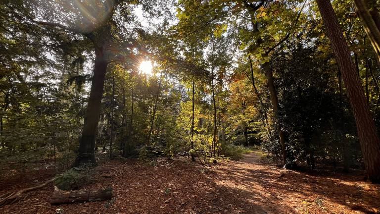 De zon breekt door in het Mastbos in Breda (foto: Henk Voermans).