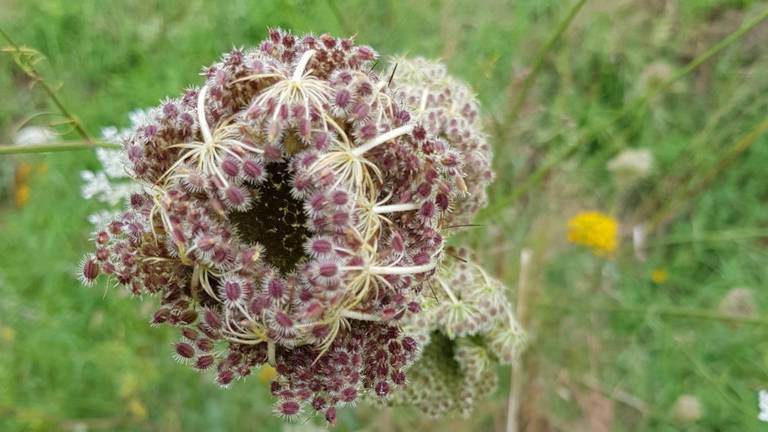 Uitgebloeide schermbloem van een wilde peen. (Foto Martien van den Biggelaar)