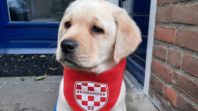 Puppy-hulphond Bram, acht weken oud (foto: Nicole van der Kooij).