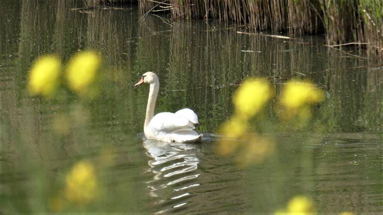 Een zonnige dag in de polder rond de Maas (foto: Martha Kievits).