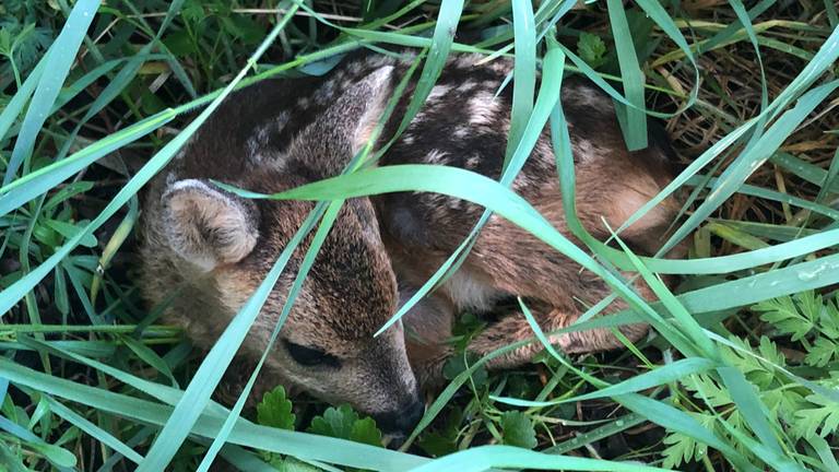 Reekalfjes in het gras (foto; Erik de Jonge). 