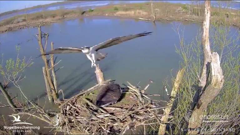 Gans verjaagt visarend uit zijn nest en legt direct een ei: 'Hoge nood'