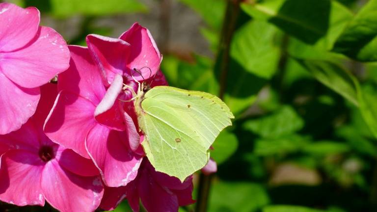 Met het mooie lenteweer van dit weekend zijn al volop de citroenvlinders te zien. (foto: Yvonne Huijbens via Pixabay).