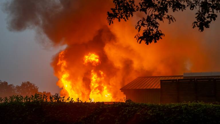 Enorme brand in witlofkwekerij, vlammen slaan uit het dak