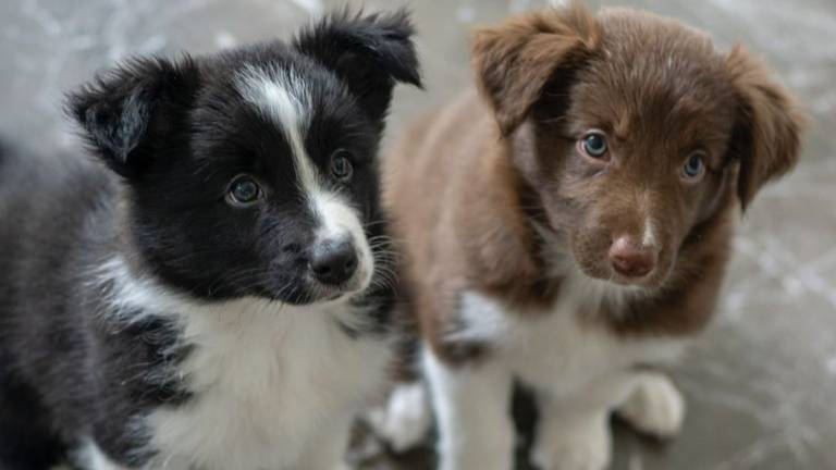 Politie onderzoekt verdachte puppyverkopers in Veldhoven (Archieffoto: politie.nl).