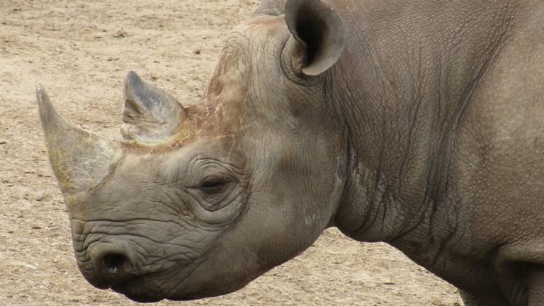 Hodari, het mannetje dat vanuit het Safari Resort verhuist naar het Safaripark (foto: Beekse Bergen).