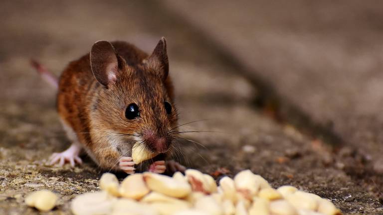 Een bosmuis met voorraad (foto: Alexa via Pixabay).