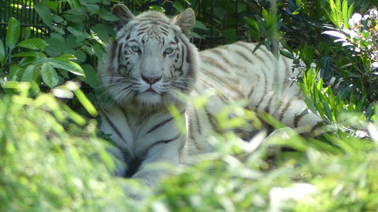 Tijger Asia gaat naar Frankrijk (foto: ZooParc Overoon/Ronald Raijmakers).