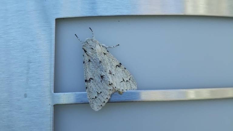 De vlinder met de opvallende naam schaapje (foto: Martien van Helmond).