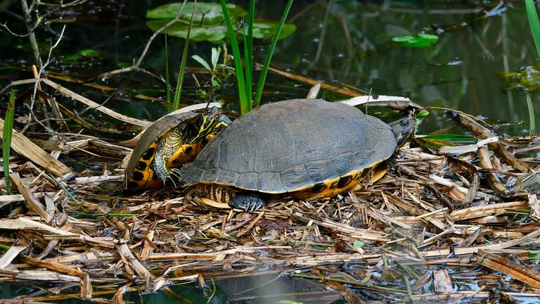 Twee geelbuikschildpadden op een nest in een sloot in Breda. (foto: Erald van der Aa).