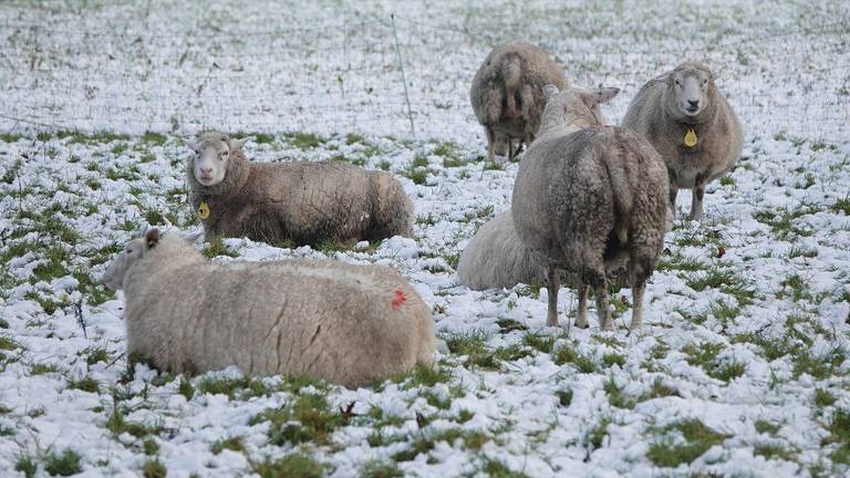 Foto: Henk Voermans