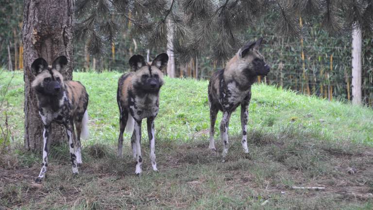 ZooParc Overloon verwelkomt nieuwe bewoners: drie Afrikaanse wilde honden