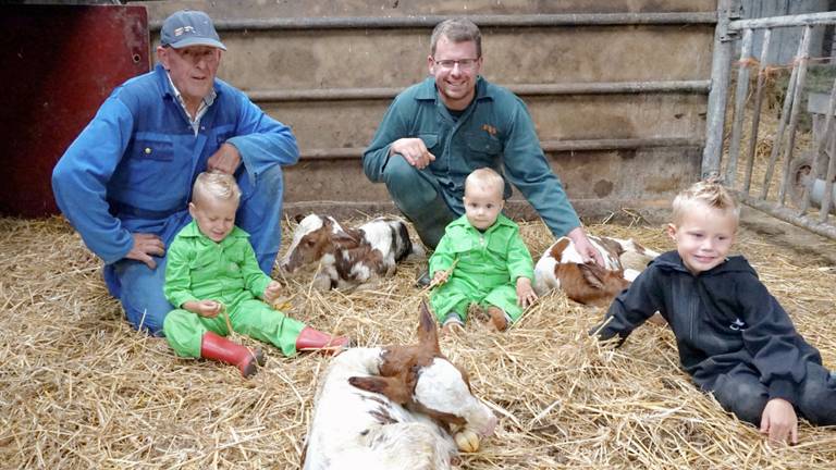 Gerrit Swinkels (links) met zoon Pieter en kleinzonen bij de drie pasgeboren kalfjes. 