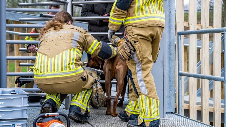Het lukte de brandweer uit Moergestel de hond te bevrijden (foto: Jack Brekelmans/SQ Vision).