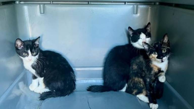 Kittens achtergelaten in wasmand, verdachte aangehouden