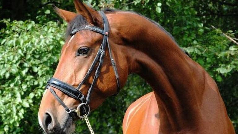 Paardenhandelaar gaat de cel in vanwege witwassen (foto: archief).