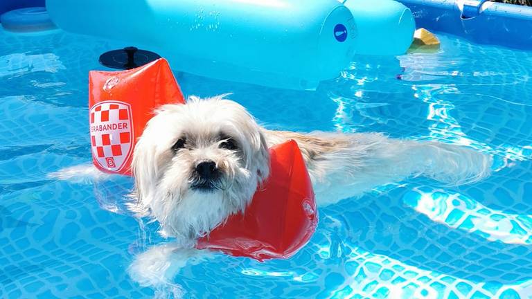 Het hondje van Lucy de Wit koelt veilig af in het water met de Omroep Brabant zwembandjes