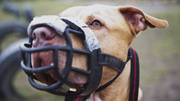 Een Stafford, niet de hond waar het in het artikel over gaat (foto: ANP).