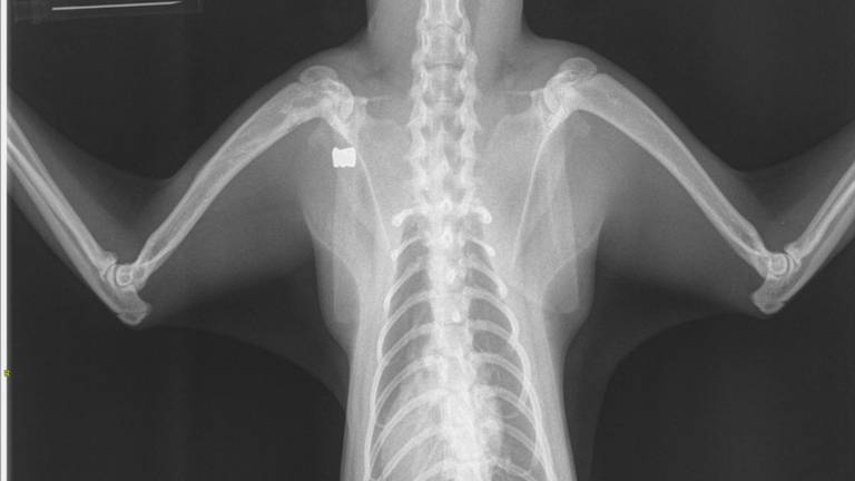 De kogel linksboven op de röntgenfoto (foto: Stichting Straatkat).