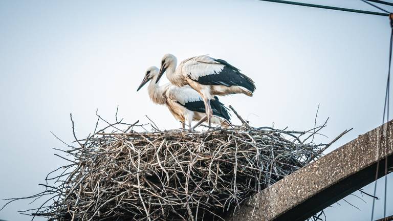 De jongen lieten zich mooi fotograferen (foto: John van Lierop).