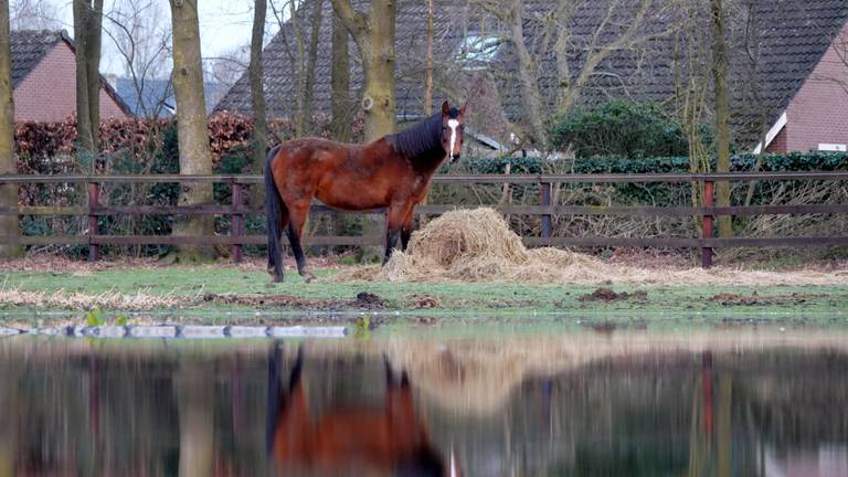 Foto ter illustratie, niet het bewuste paard uit het verhaal (archieffoto).