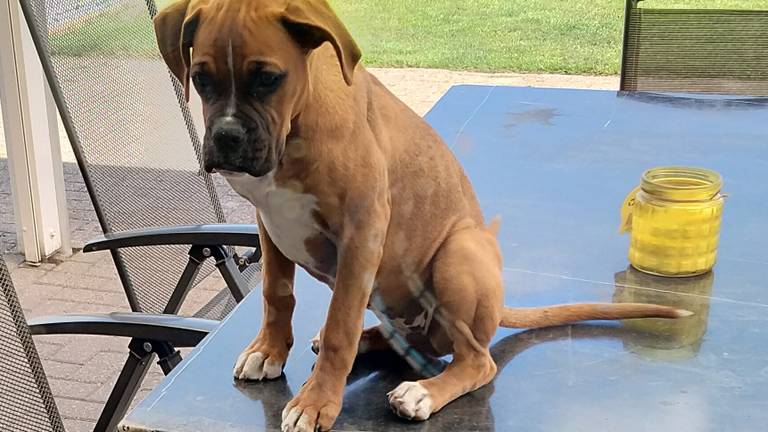 De boxer Len (Foto: Familie van de Ven).