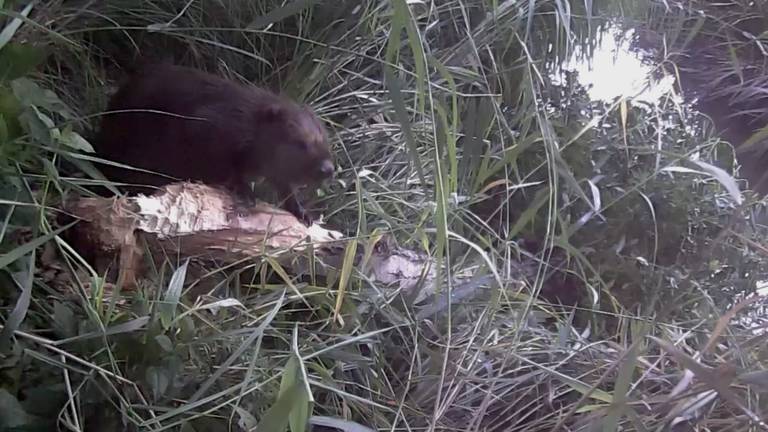 Bever in de achtertuin (foto: Erlinde Daniels).