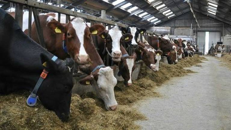 Boeren hebben grote zorgen over stopbonus van 120 procent