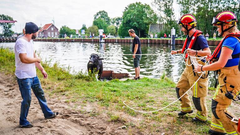 Een geredde waterbuffel (foto: Sem van Rijssel/SQ Vision).