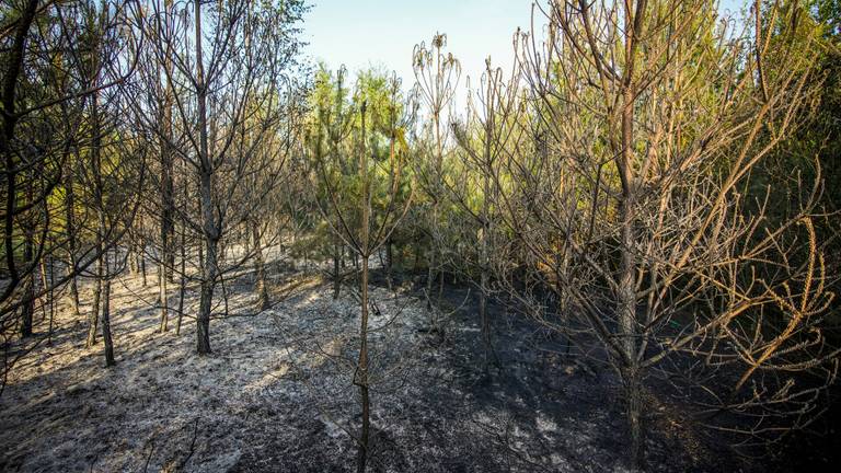 De brand woedde in een dennenbos (foto: SQ Vision)