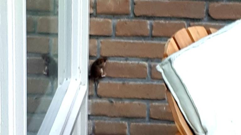 Welk insect hangt hier? Frans Kapteijns beantwoordt vragen in Stuifmil