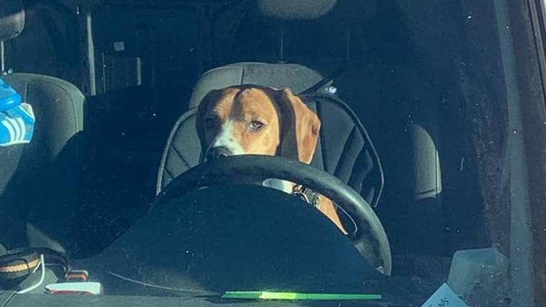 Hond in geparkeerde bestelauto (foto: Facebook).