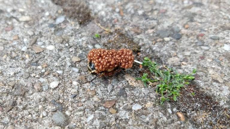 Een hommel vol mijten (foto: Jopy ten Cate).