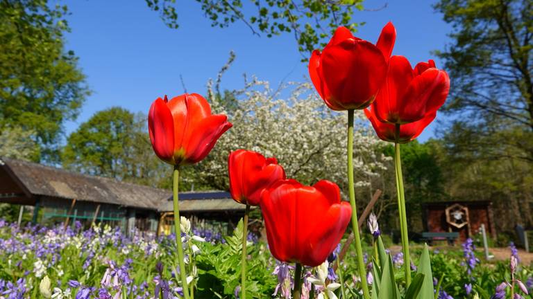 Bloemen in de lentezon (foto: Ben Saanen).