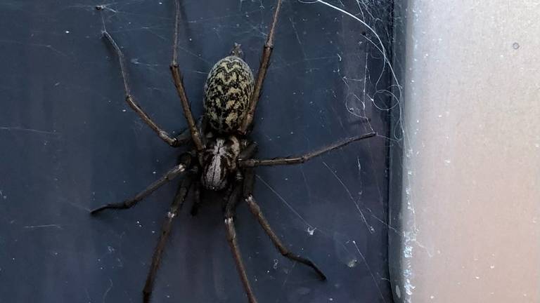 Hoe raak je spinnenangst kwijt. Foto gewone huisspin Sandra Verhees