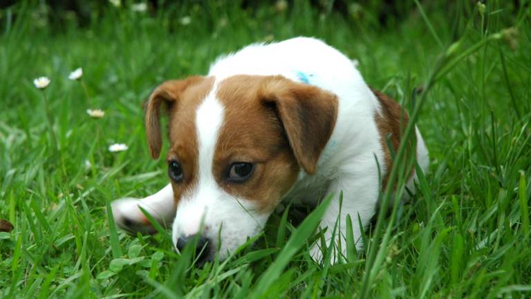 Een Jack Russell (foto: Peter Harrison/Flickr).