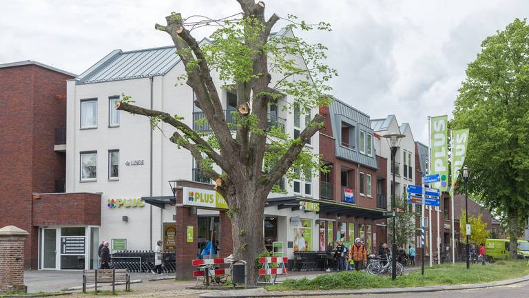 De boom na de kap (foto: Albert Hendriks/Overloon Nieuws).