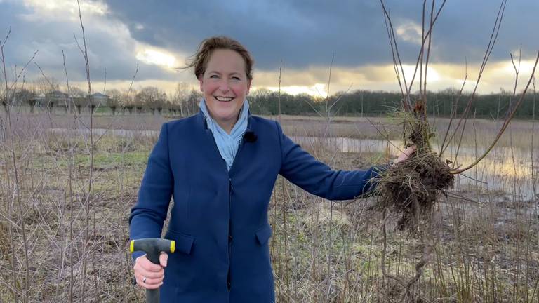 Vrijwilligers scheppen drieduizend boompjes uit de polder in Vught