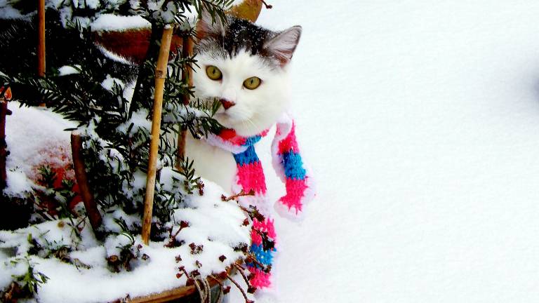 Een kat in de sneeuw in Bergen op Zoom (foto: Yoka Buuron).