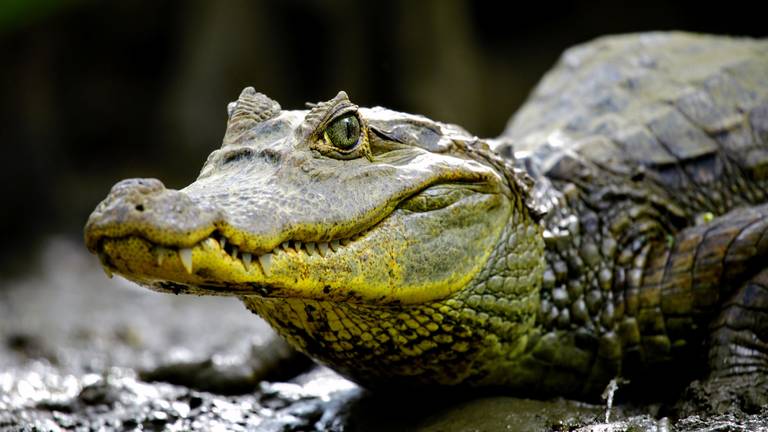 Twee brilkaaimannen krijgen een nieuw thuis (foto: ZooParc Overloon).